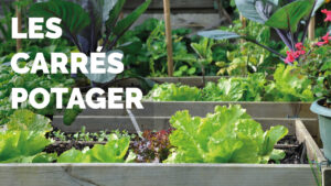 Carré potager accueil Les Compagnons des Saisons