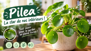 PIlea plantes interieur